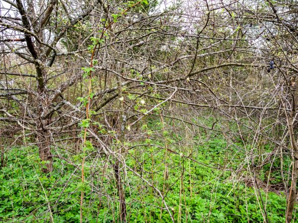 Underbrush Clearing in Salt Lake City